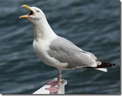 screaming seagull